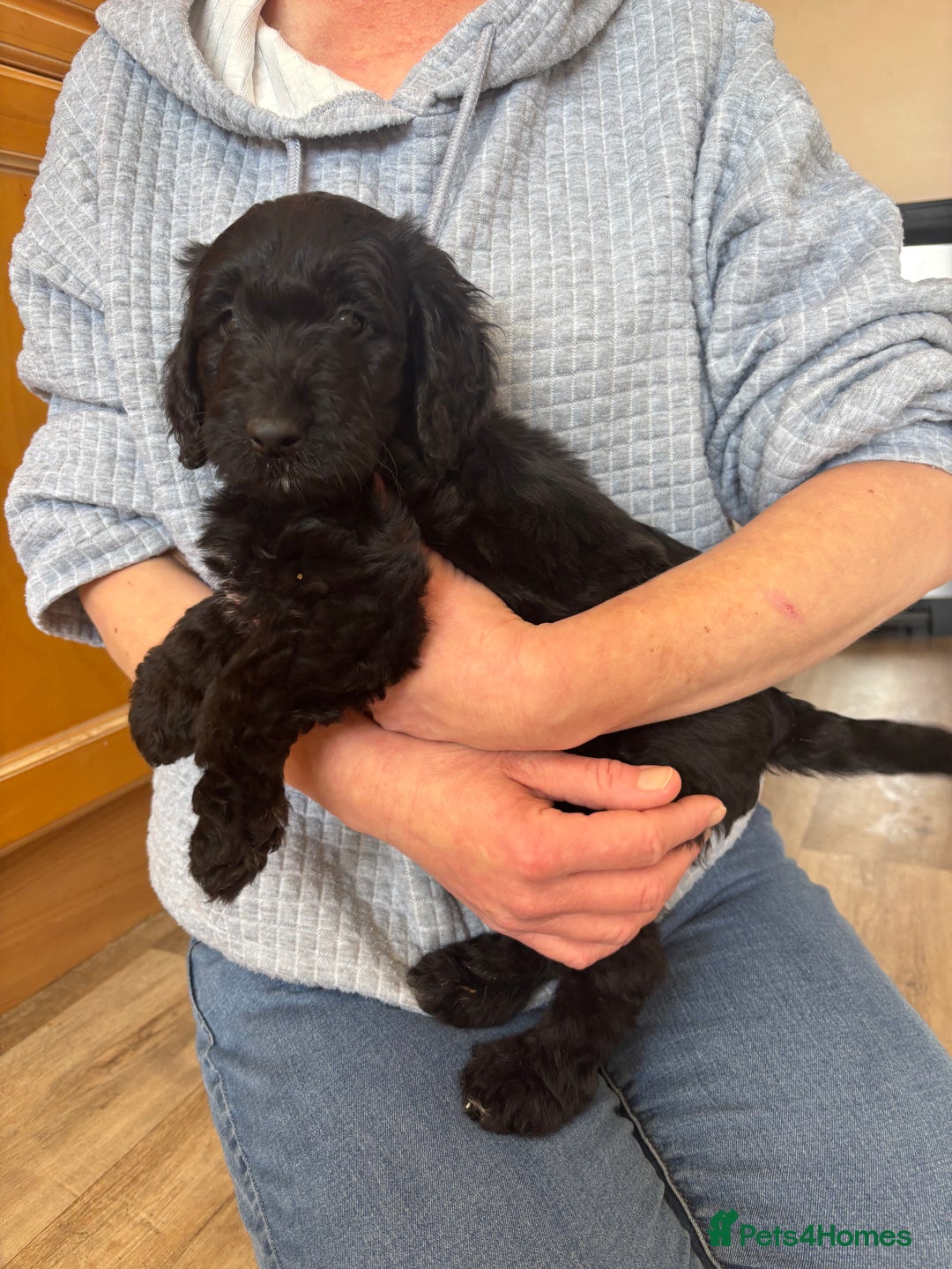 Mixed Breed dogs for sale: Male Australian Labradoodles  - Image 4