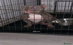 American Bully dogs for sale: Pocket bully puppies for sale  - Image 3