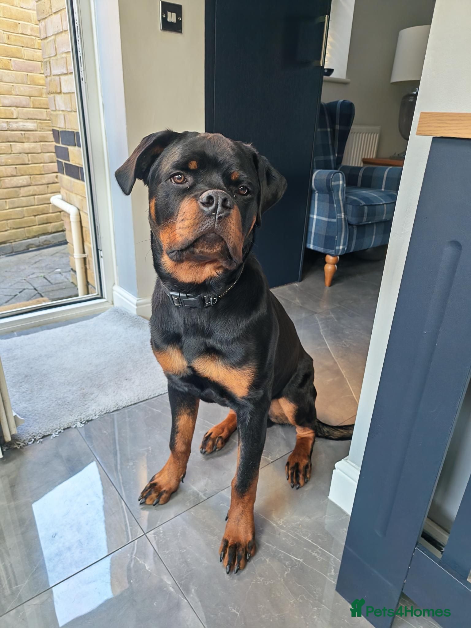 Rottweiler dogs Rottweiler (7 1/2 Months old) - New Home needed - Advert 8