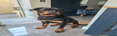 Rottweiler 1