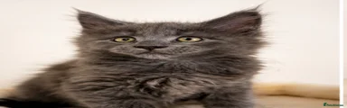 Maine Coon 4