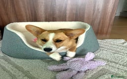 Welsh Corgi Cardigan dogs for sale: Cargi Corgi for Sale  - Image 3