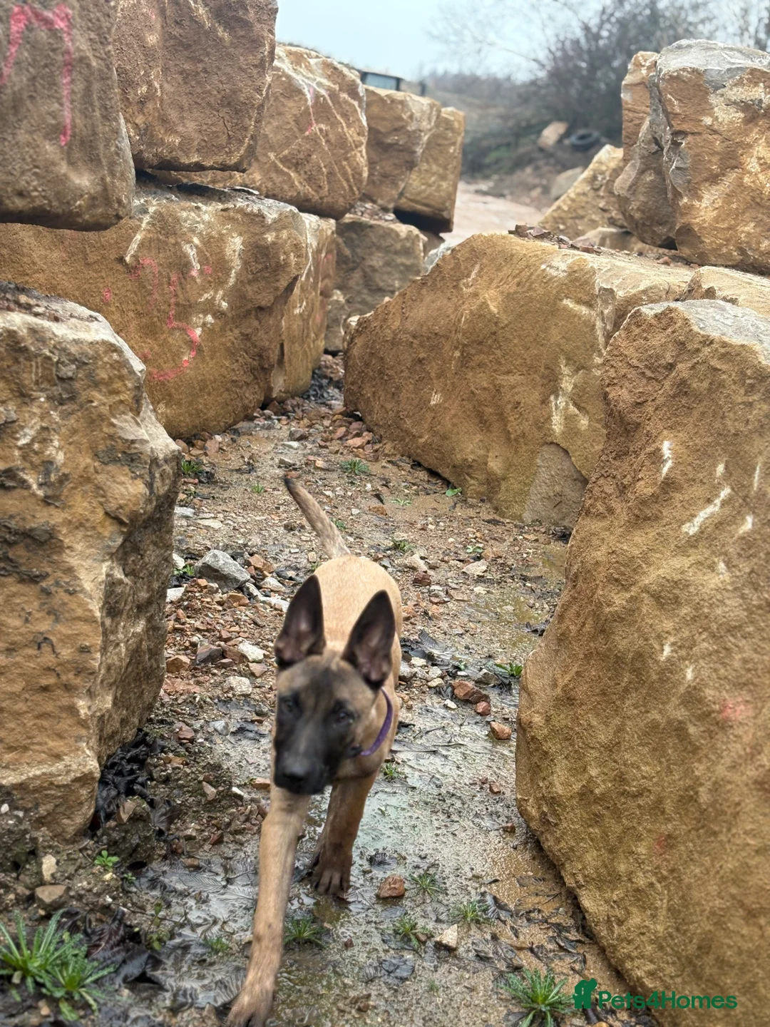 Belgian Shepherd Dog dogs for sale: In need of a genuine new home. - Advert 4