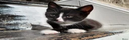 Mixed Breed cats for sale: 6 Tuxedo Kittens for Sale Black & White, Ready  - Advert 8