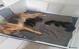 Mixed Breed dogs for sale: German shepherd x border collie pups  - Image 8