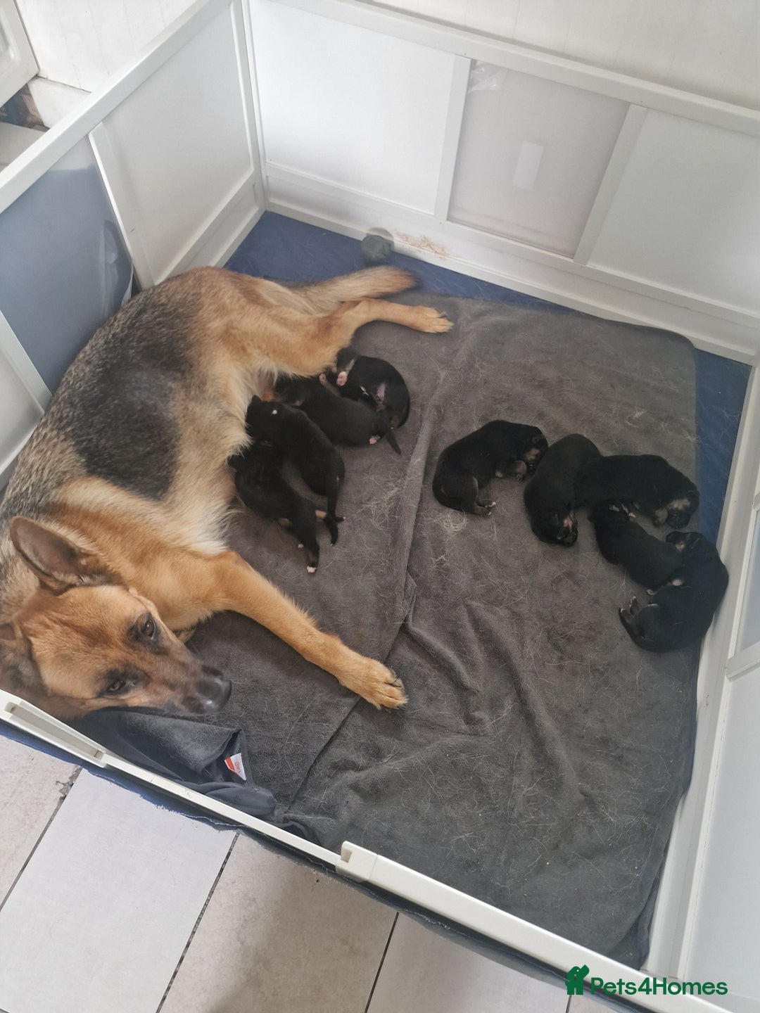 Mixed Breed dogs for sale: German shepherd x border collie pups  - Image 8