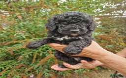 Cockapoo dogs for sale: 5 STAR FULLY DNA HEALTH TESTED F1B COCKAPOOS - Image 26