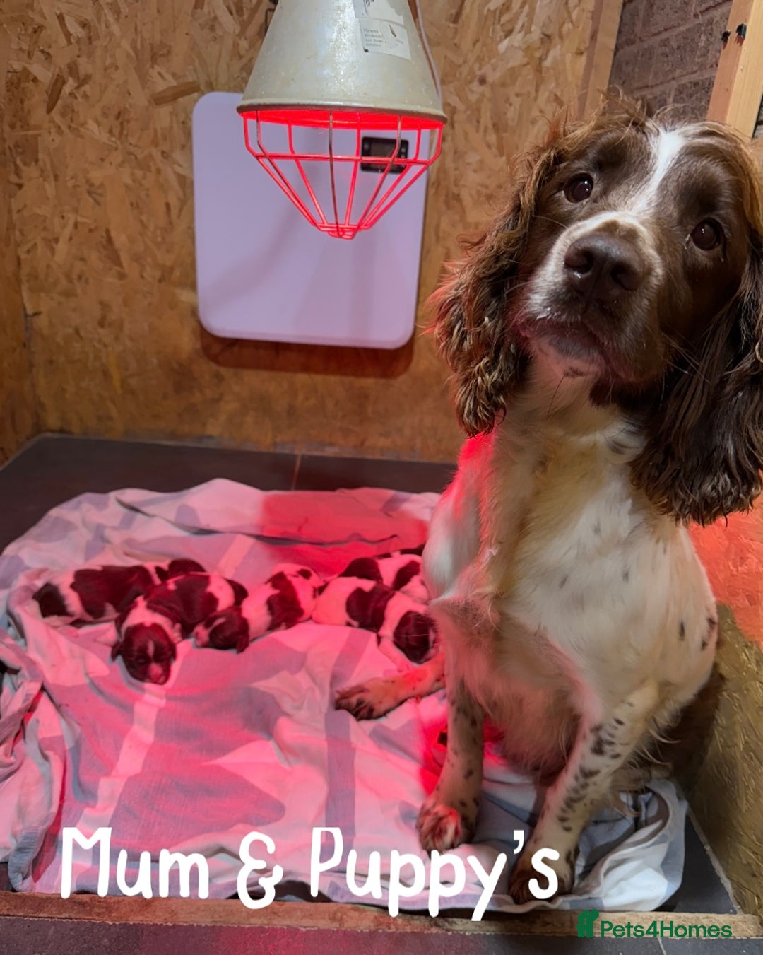 English Springer Spaniel dogs for sale: 🐶 6 x KC REG SPRINGER SPANIELS READY 30th OCT 🎃 - Image 14
