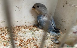 Lovebirds birds for sale: Lovebird for sale, all in good health  - Advert 1