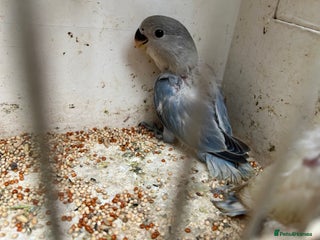 Lovebirds birds for sale - Advert 3