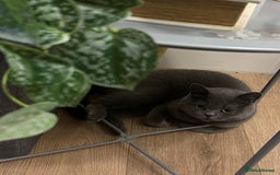 British Shorthair cats for sale: She is Bella  - Image 5