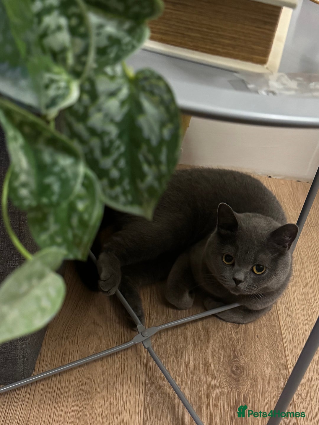 British Shorthair cats for sale: She is Bella  - Image 5