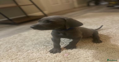 Weimaraner dogs - Advert 3
