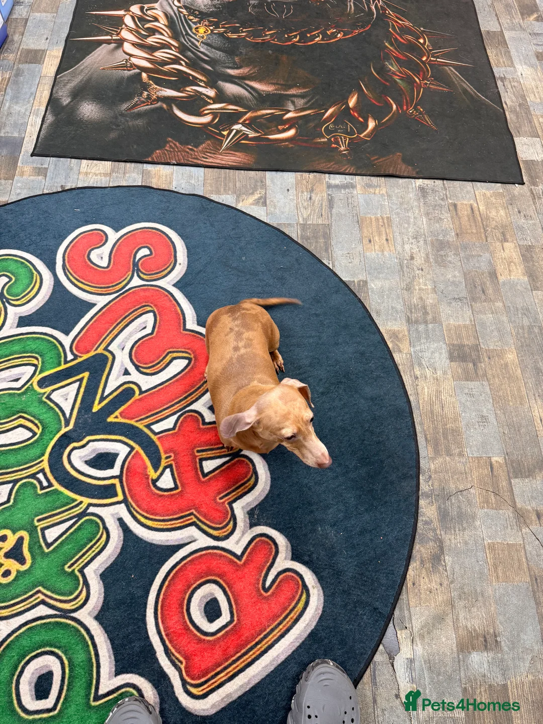 Miniature Dachshund dogs for sale: Miniature dachshund  - Advert 1