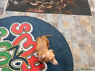 Miniature Dachshund dogs Miniature dachshund - Advert 1