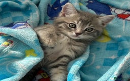 Domestic Shorthair cats for sale: Grey Tabby Kitten - Image 7