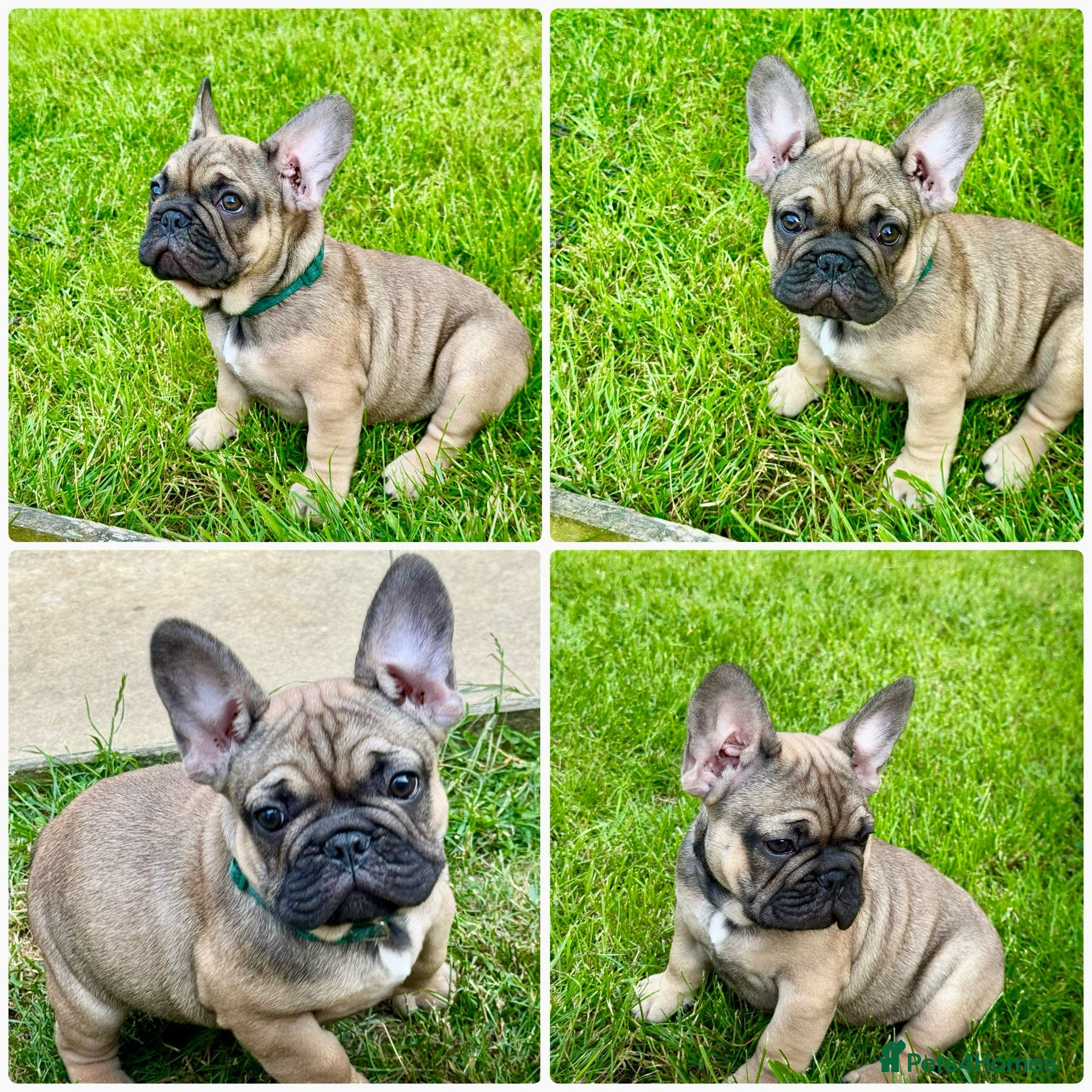 French Bulldog dogs ⭐️LAST BOYREADY NOW FOR THEY FOR EVER 🏘£1100⭐️ - Advert 1