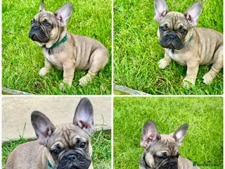 French Bulldog dogs ⭐️LAST BOYREADY NOW FOR THEY FOR EVER 🏘£1100⭐️ - Advert 1