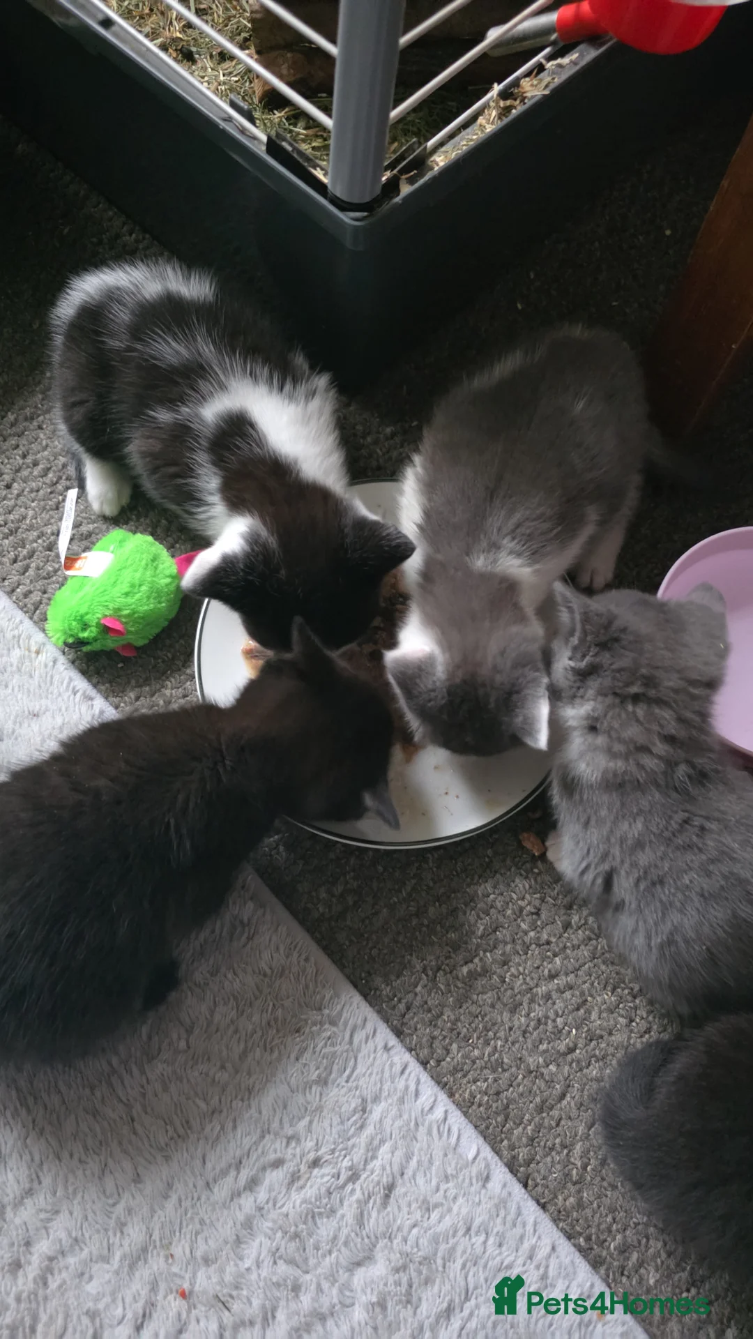 Russian Blue cats for sale: Caroline kittens in Newcastle - Advert 1