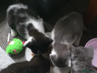 Russian Blue cats Caroline kittens - Advert 3