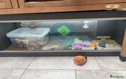 Pygmy Hedgehog rodents for sale: Pygmy Hedgehog 5 months old female - Image 3