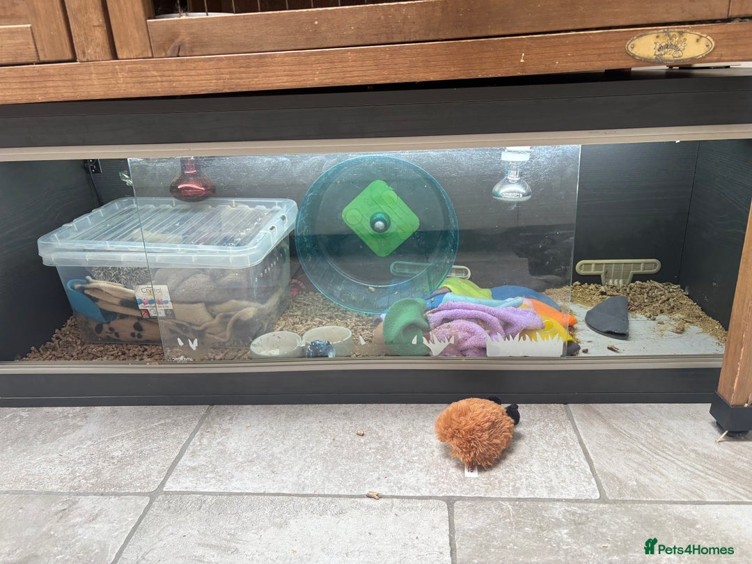 Pygmy Hedgehog rodents for sale: Pygmy Hedgehog 5 months old female - Image 3