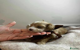 Maltipoo dogs for sale: F1 MALTIPOO BOY🩵🐶 - Image 11