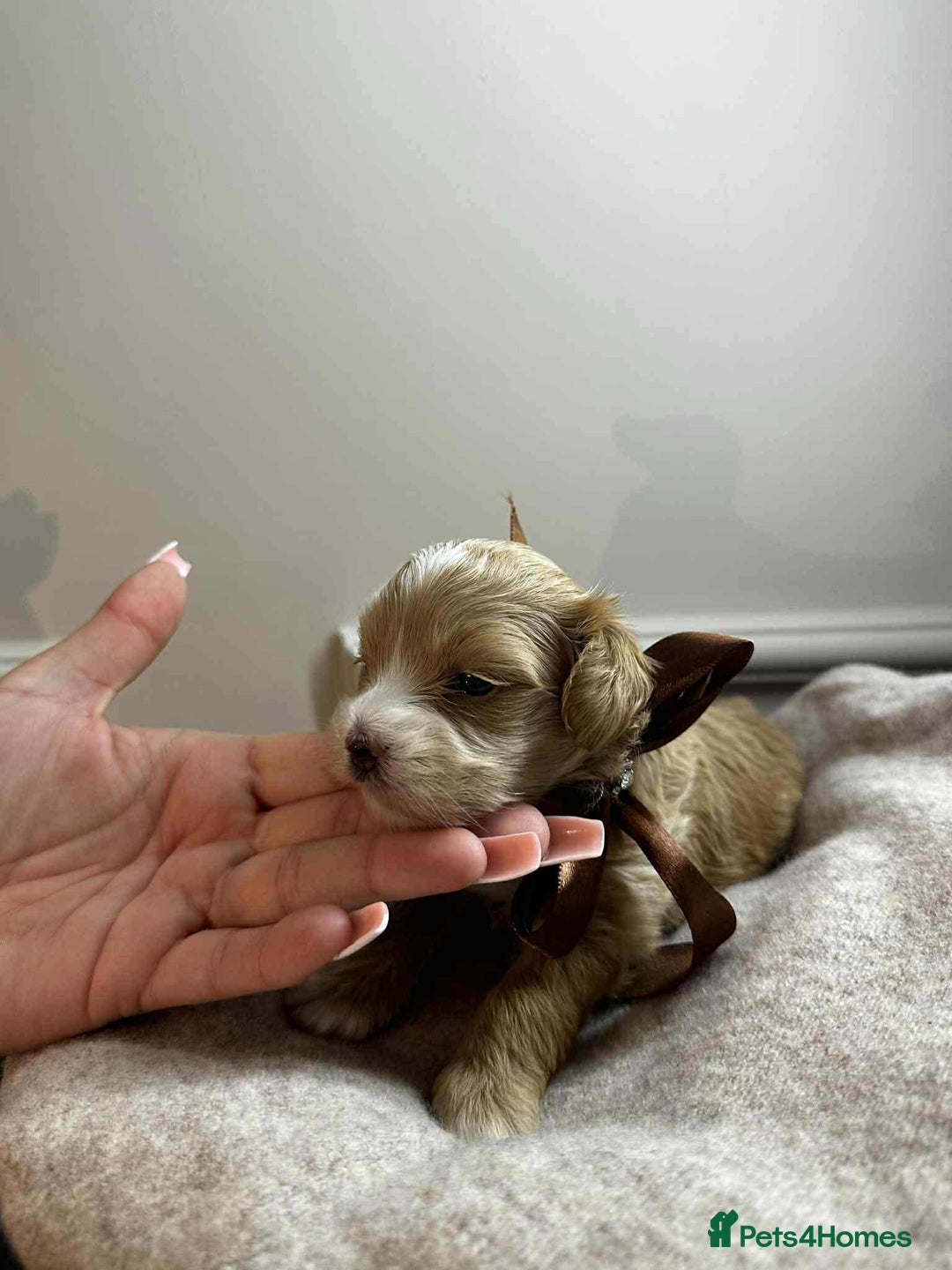 Maltipoo dogs for sale: F1 MALTIPOO BOY🩵🐶 - Image 11