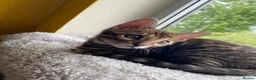 Bengal cats for sale: One Little Princesses - Advert 2