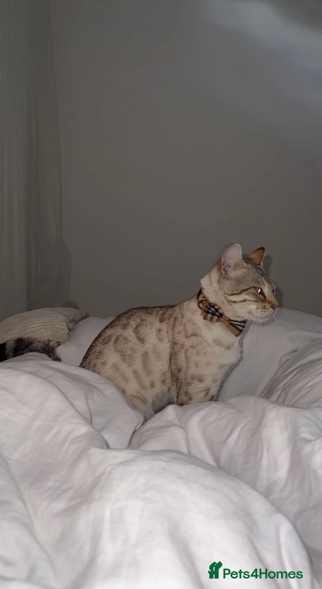 Bengal cats for sale: Moon the Snow Lynx Bengal - Advert 4