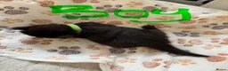 Mixed Breed cats for sale: Gorgeous Black & White Kittens – Boys & Girls - Advert 31