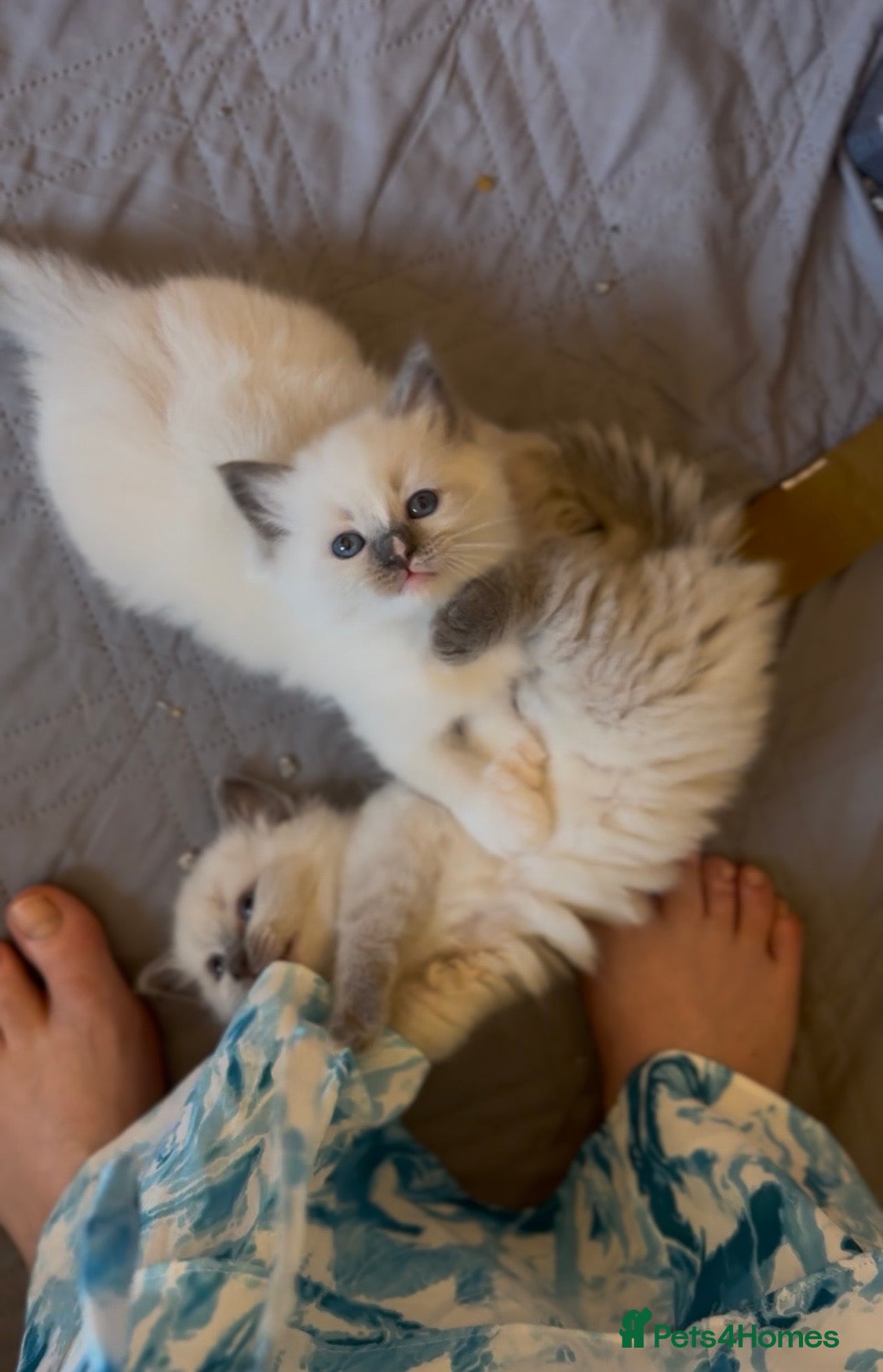 Ragamese cats 3 GIRLS LEFT! TWO SIAMESE AND ONE RAGDOLL - Advert 1