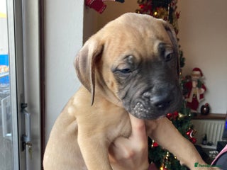 Mixed Breed dogs 🥰 ❤️ ONE BOY LEFT ❤️ 🥰 - Advert 5