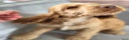 Cocker Spaniel dogs for sale: Show Kc Spaniel boys ready for there forever home - Advert 28