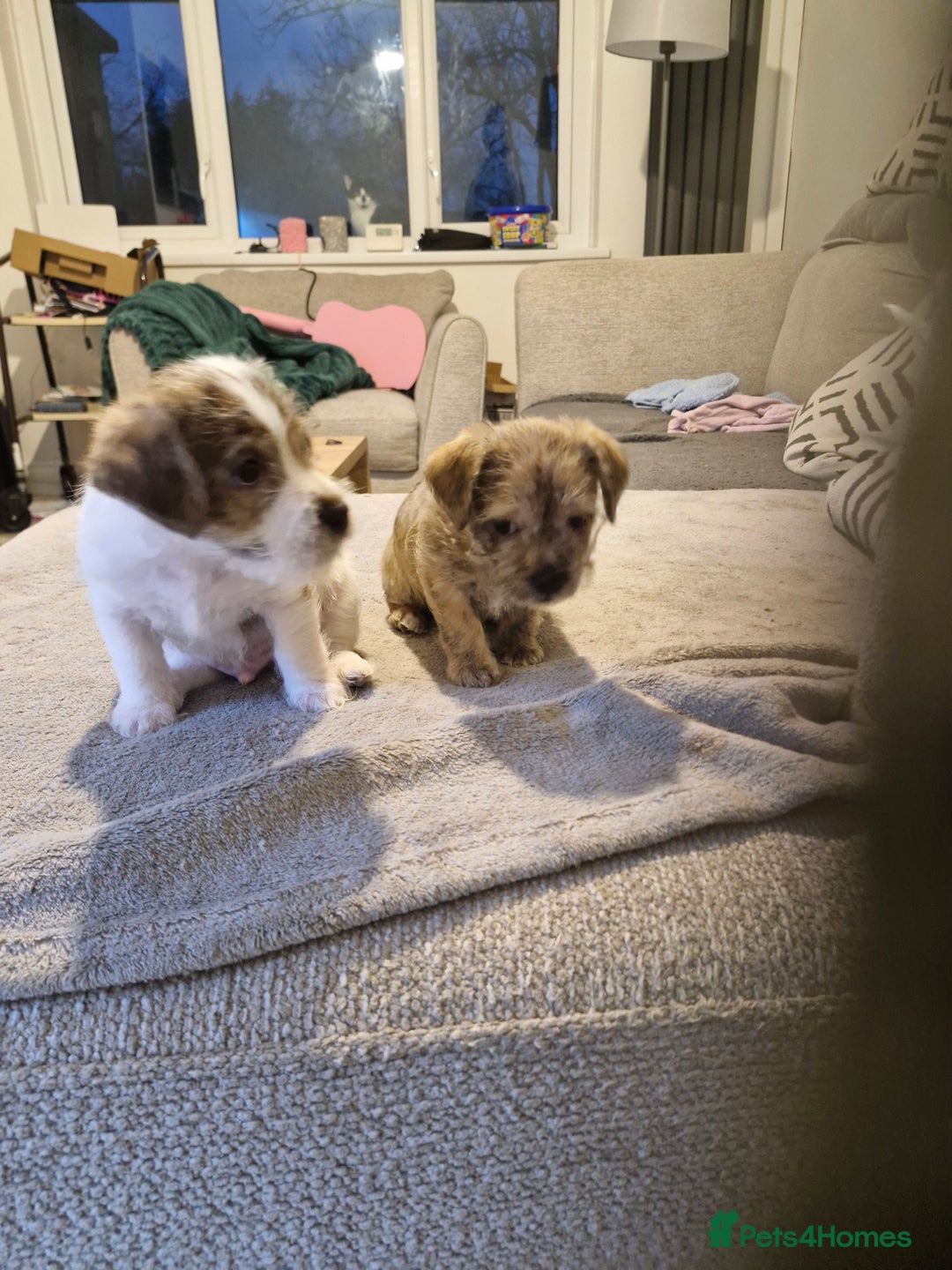 Mixed Breed dogs for sale: 3 beautiful malshi x Jack russell cross puppies  - Advert 8