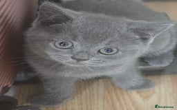 British Shorthair cats for sale: 6 Gorgeous BSH Kittens – Friendly & Playful! - Image 4