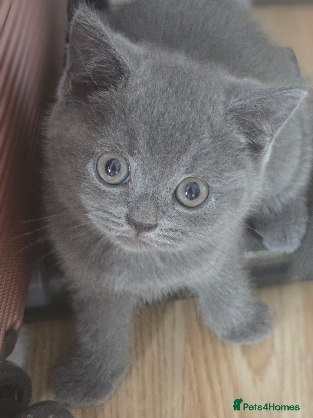 British Shorthair cats for sale: 6 Gorgeous BSH Kittens – Friendly & Playful! - Image 4