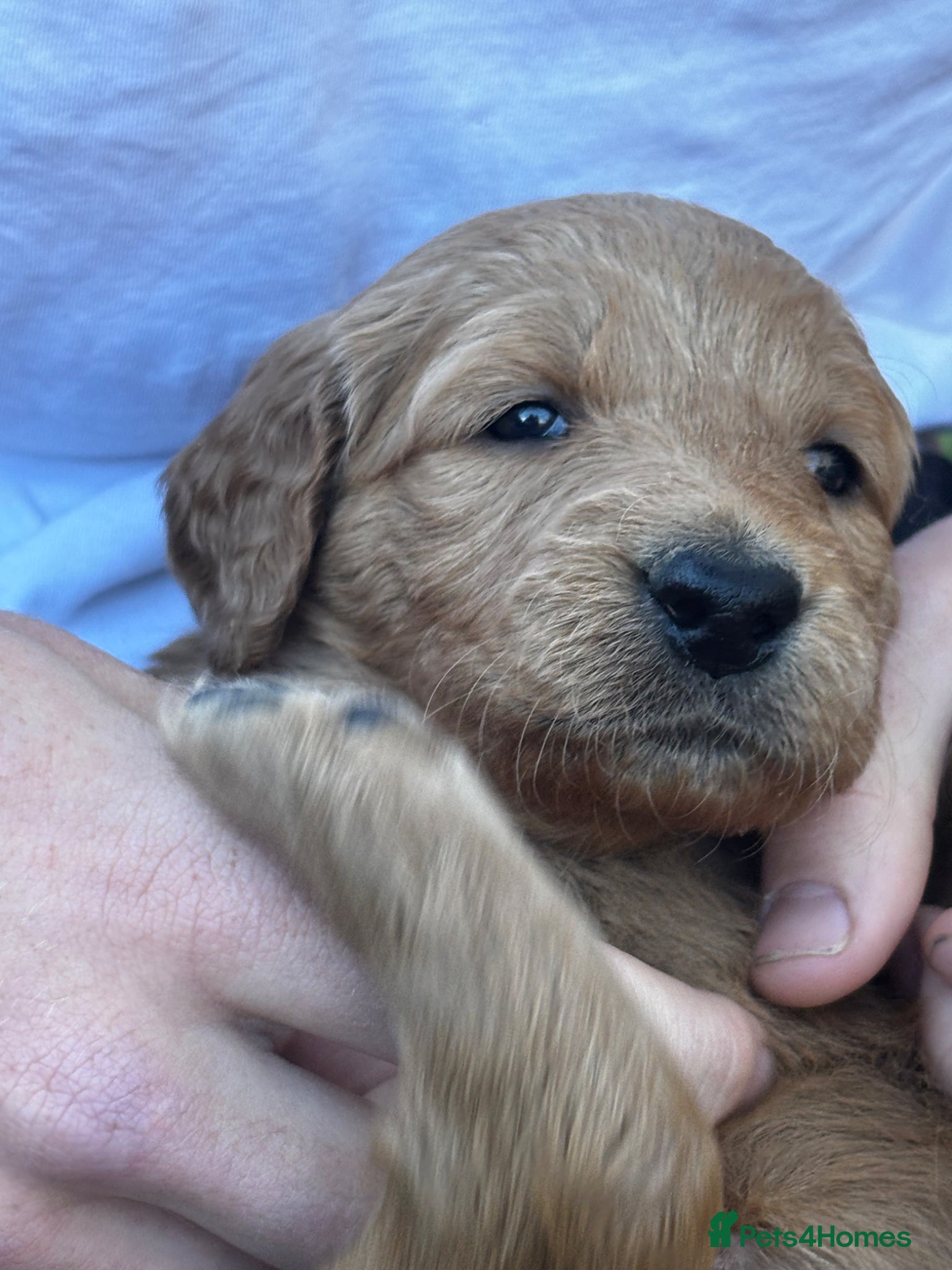 Double Doodle dogs for sale: Beautiful double/golden doodles from family pet - Advert 3