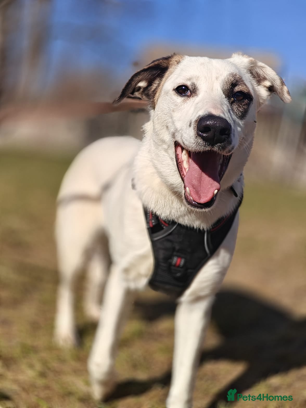 Mixed Breed dogs ❤️PLIAMKA❤️ all the best you can find in young dog - Advert 1