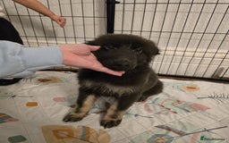 German Shepherd dogs for sale: READY NOW long hair straight back German shepherd - Image 20