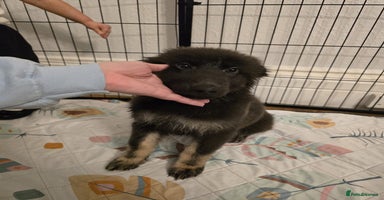 German Shepherd dogs - Advert 14