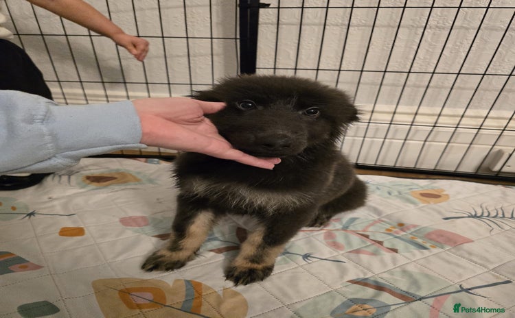 German Shepherd dogs - Advert 7
