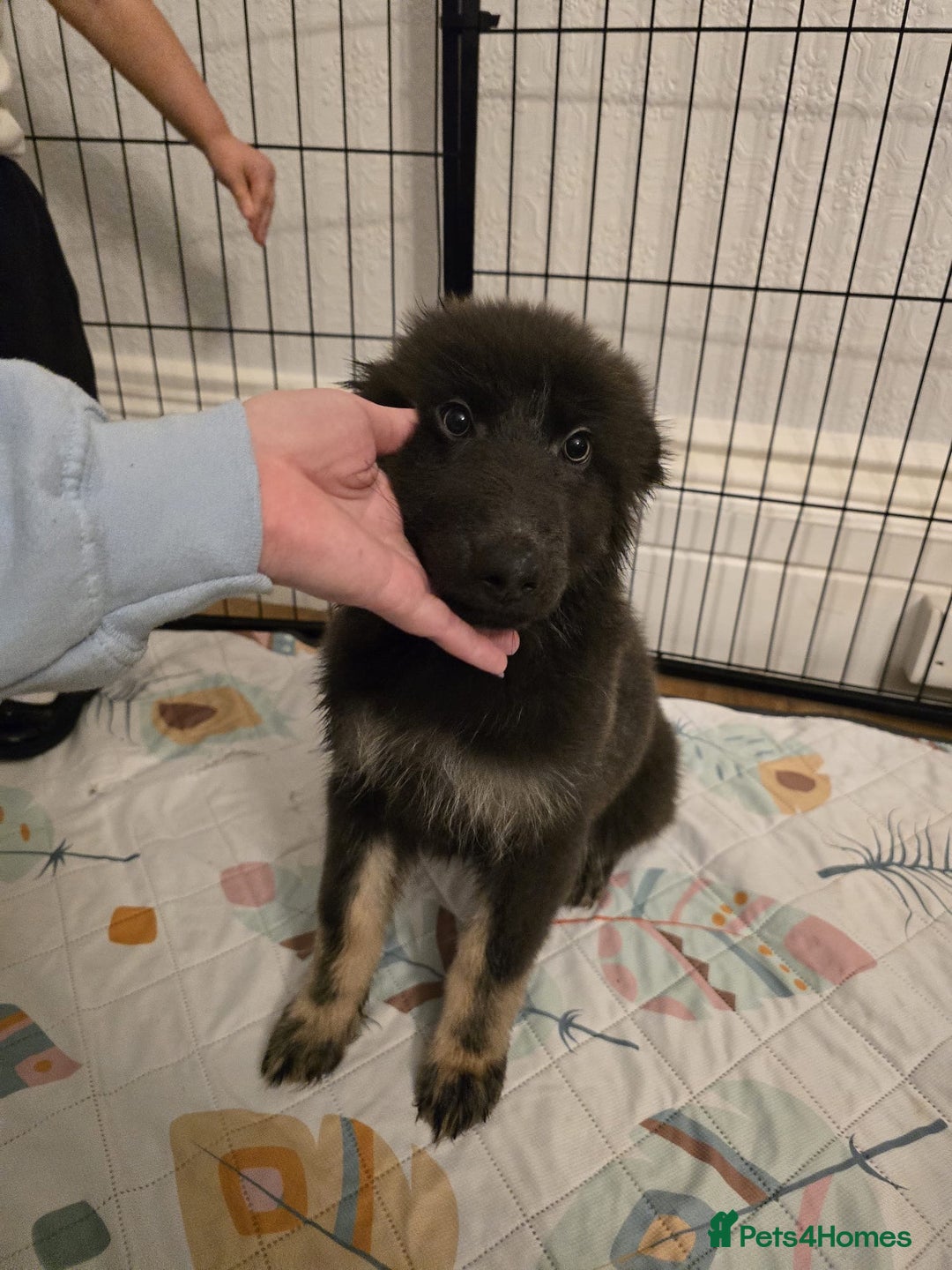 German Shepherd dogs for sale: READY NOW long hair straight back German shepherd - Image 20