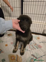 German Shepherd dogs - Advert 6