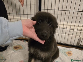 German Shepherd dogs - Advert 1