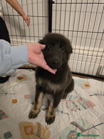 German Shepherd dogs - Advert 7