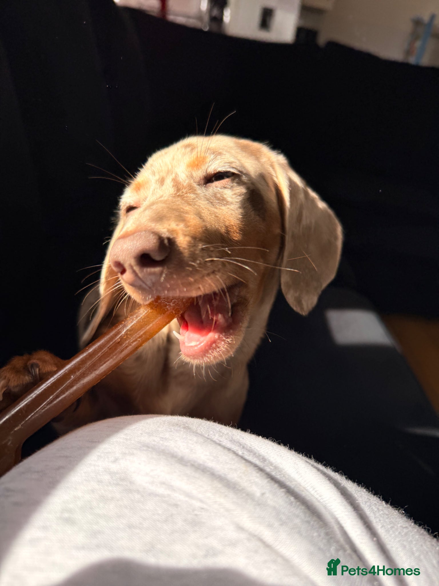 Miniature Dachshund dogs Miniature dachshund  - Advert 1