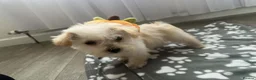 Westiepoo dogs for sale: Westiepoo Boy in Bolton - Advert 6