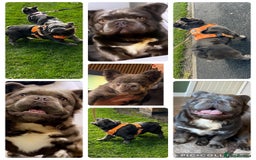 French Bulldog dogs for sale: Fluffy french bulldog  - Image 6