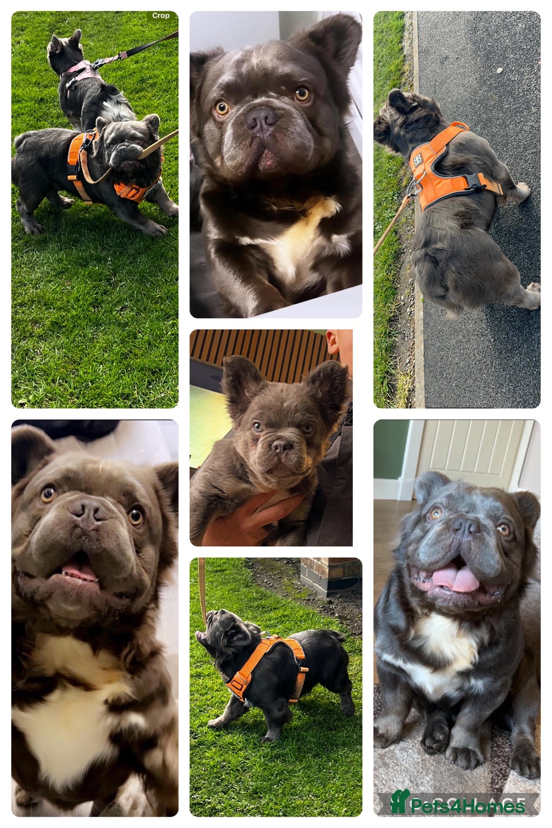 French Bulldog dogs for sale: Fluffy french bulldog  - Image 6